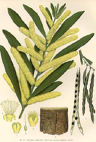 Langblättrige Akazie (Acacia longifolia)