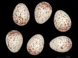Eier des Gartenbaumläufers, Urheber/Quelle/Lizenz: Jacques Perrin de Brichambaut, Muséum Toulouse, Wikimedia, CC BY-SA 4.0
