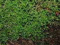 Selaginella denticulata <small>(L.) Spring</small>