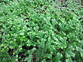 Selaginella kraussiana <small>(Kunze) A.Braun</small>