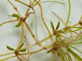 Zannichellia palustris (Sumpf-Teichfaden)